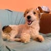 Pete  junger Fox Terrier sucht sein Für-immer-Zuhause