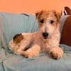 Pete  junger Fox Terrier sucht sein Für-immer-Zuhause