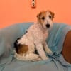 Pete  junger Fox Terrier sucht sein Für-immer-Zuhause
