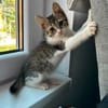 Tiger sucht sein Für-immer-Zuhause