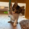 Tiger sucht sein Für-immer-Zuhause
