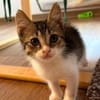 Tiger sucht sein Für-immer-Zuhause
