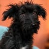 Rambo - sucht seine Familie!