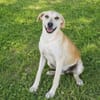 Pico  kleiner Entdecker sucht seine Familie ❤