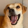Rusty  freundlicher Herzenshund sucht sein Zuhause