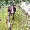 Donna - eine ganz besondere Hündin