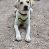 LIMA - geb. ca. 04/2023 - Mini-Labrador