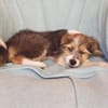 Robi- Kleiner Schatz sucht sein Zuhause