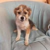 Robi- Kleiner Schatz sucht sein Zuhause