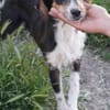 Hero  verschmuster Wirbelwind sucht seine Menschen