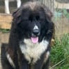 Nerone auf Pflegestelle