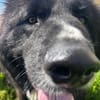 Nerone auf Pflegestelle