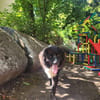 Nerone auf Pflegestelle