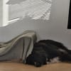 Nerone auf Pflegestelle