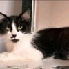 wunderschöne Katzendame Lou sucht ihr Zuhause
