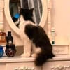 wunderschöne Katzendame Lou sucht ihr Zuhause