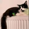 wunderschöne Katzendame Lou sucht ihr Zuhause