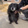 Chico sucht dringend eine Pflegestelle