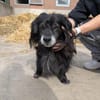 Chico sucht dringend eine Pflegestelle