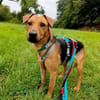 Felipe -Kleiner Herzenshund sucht sein Für-immer-Zuhause!