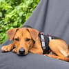 Felipe -Kleiner Herzenshund sucht sein Für-immer-Zuhause!
