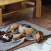 Felipe -Kleiner Herzenshund sucht sein Für-immer-Zuhause!