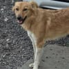 Lola wartet auf ihre Menschen