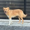 Lola wartet auf ihre Menschen