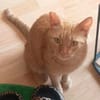 Amelie ~1 Jahr sucht ihr Zuhause