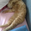 Amelie ~1 Jahr sucht ihr Zuhause
