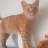 Amelie ~1 Jahr sucht ihr Zuhause