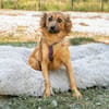Hazel sucht liebevolle Familie...