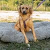 Hazel sucht liebevolle Familie...