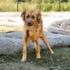 Hazel sucht liebevolle Familie...