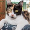 Torrija - Kleine Katze, großes Herz, ganz viel Lebensfreude