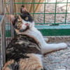 Torrija - Kleine Katze, großes Herz, ganz viel Lebensfreude