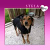 💟 STELA - GIBT ES EINE FAMILIE FÜR MICH