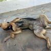 💟 STELA - GIBT ES EINE FAMILIE FÜR MICH