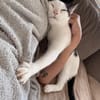 Paul, kleiner Abenteurerkater, ca. 1 Jahr