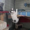 Paul, kleiner Abenteurerkater, ca. 1 Jahr