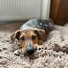 Gunni auf Pflegestelle in Kamen