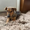 Gunni auf Pflegestelle in Kamen