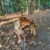 Gunni auf Pflegestelle in Kamen