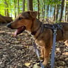 Gunni auf Pflegestelle in Kamen