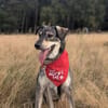 Kaji - sucht seine Menschen 🐕