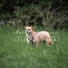Lisa sucht dringend liebevolles Zuhause