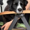Linda, zauberhafte Hündin, ca. 5 Jahre