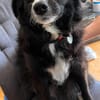 Linda, zauberhafte Hündin, ca. 5 Jahre