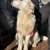 Vale 💛💛💛 kleiner Hundedame