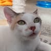 Mirabelle
